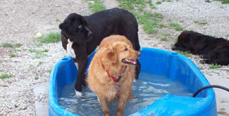 doggie pool